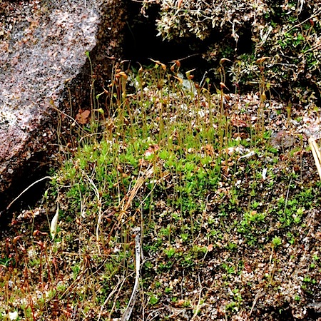 Tortula cernua