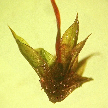 Tortula cernua