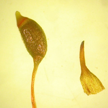 Tortula cernua