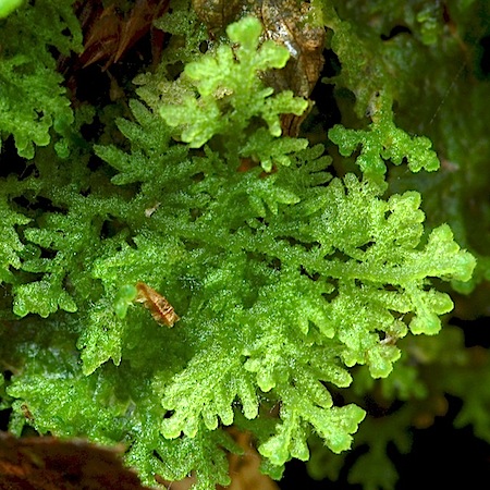 trichocolea tomentella