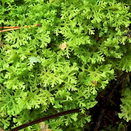 trichocolea tomentella