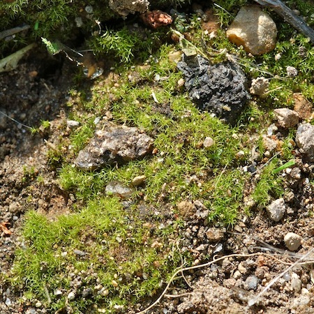 trichodon cylindricus