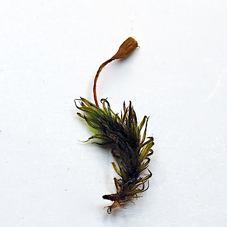 Ulota crispa