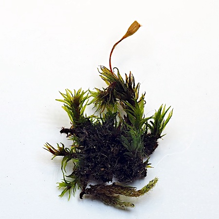 Ulota crispa