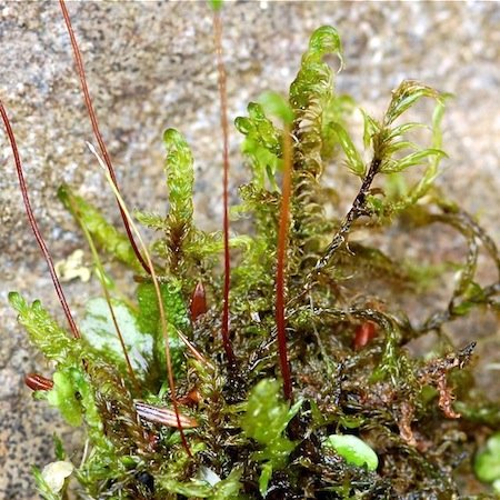 warnstorfia exannulata