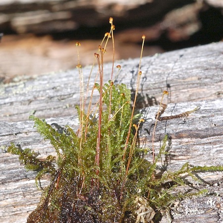 warnstorfia fluitans