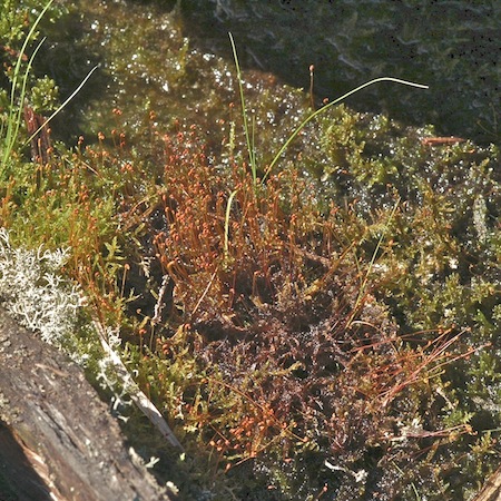 warnstorfia fluitans