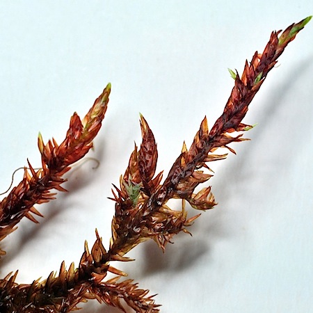 Warnstorfia sarmentosa