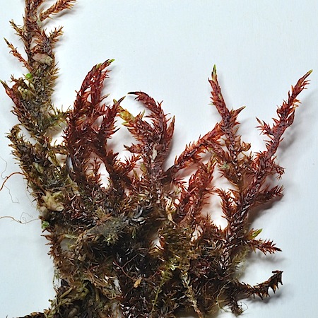 Warnstorfia sarmentosa