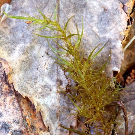 warnstorfia trichopylla