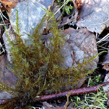 warnstorfia trichopylla