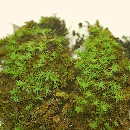 zygodon rupestris