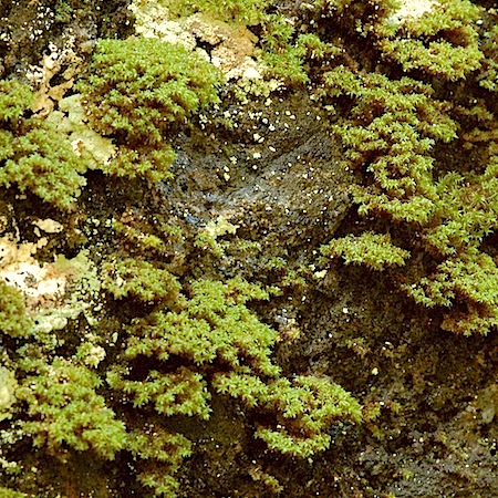 zygodon rupestris