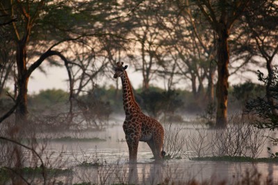 Love Home Swap African villa includes wildlife like giraffes