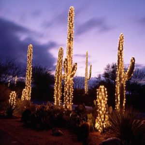 Noël alternative cactus sapin