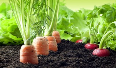 If everything sucks, and agroecology is so great, then why isn’t everyone doing it?