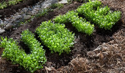 Quand l’entrepreneuriat social fait campagne