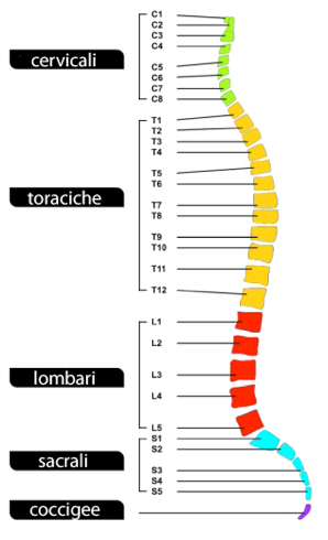 Colonna vertebrale