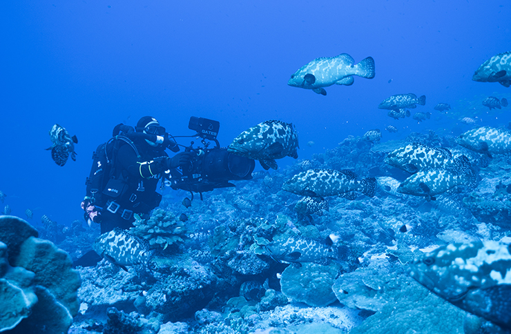 Blue Planet II cameraman films sealife