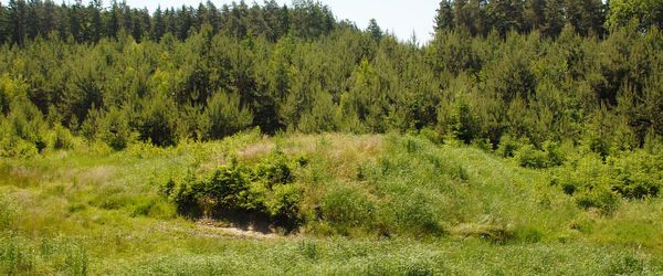 Hvožďany u Bechyně, Prehistoric barrow cemetery ‘Hemery’ 