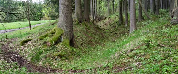 Obora u Tachova, Středověká zemská stezka