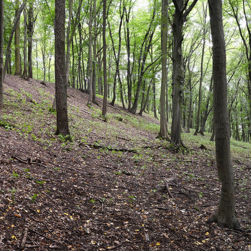 Path through one of the oppidum's inner banks. 