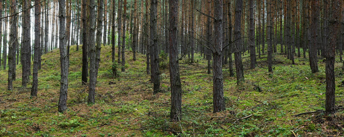 Malovice u Erpužic, Prehistoric barrow cemetery 