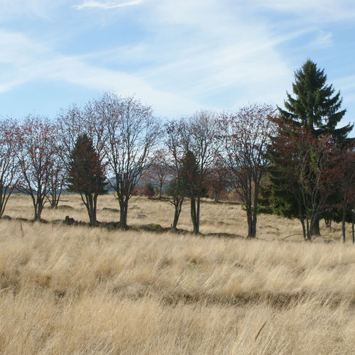 Field boundaries in the deserted village.