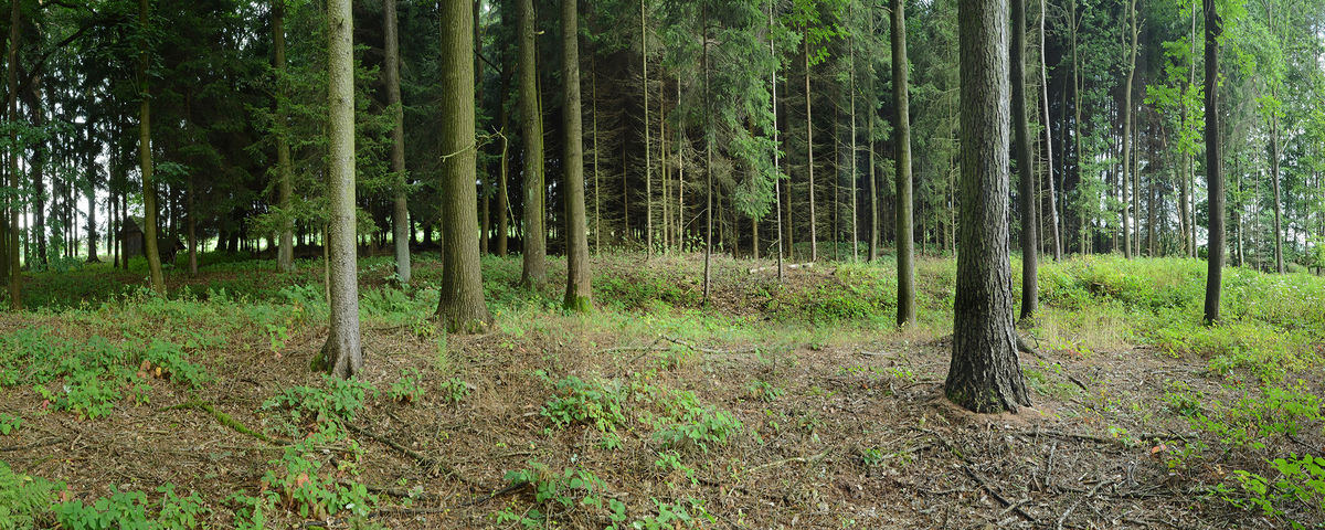 Třebovětice, Pravěký rondel