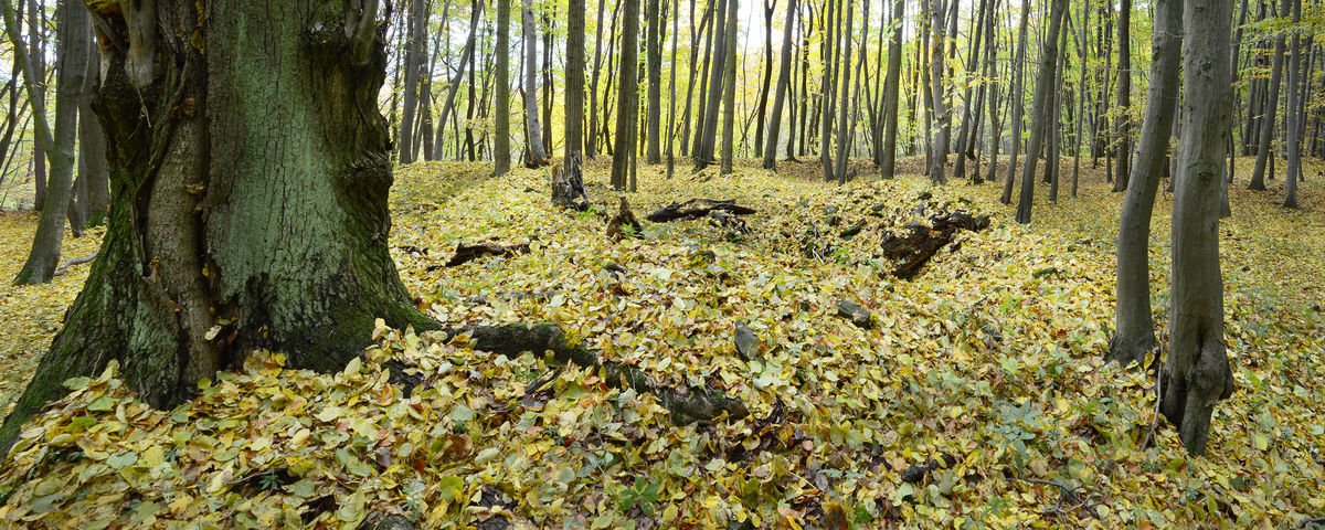 Kozojedy, Vrchnostenský dvůr Rychvald