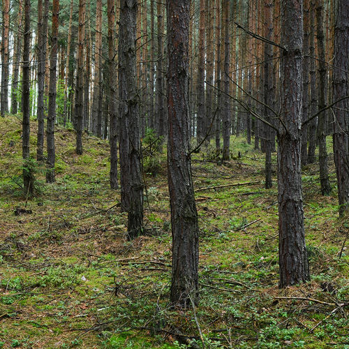 A cluster of barrows in forest near Malovice. 