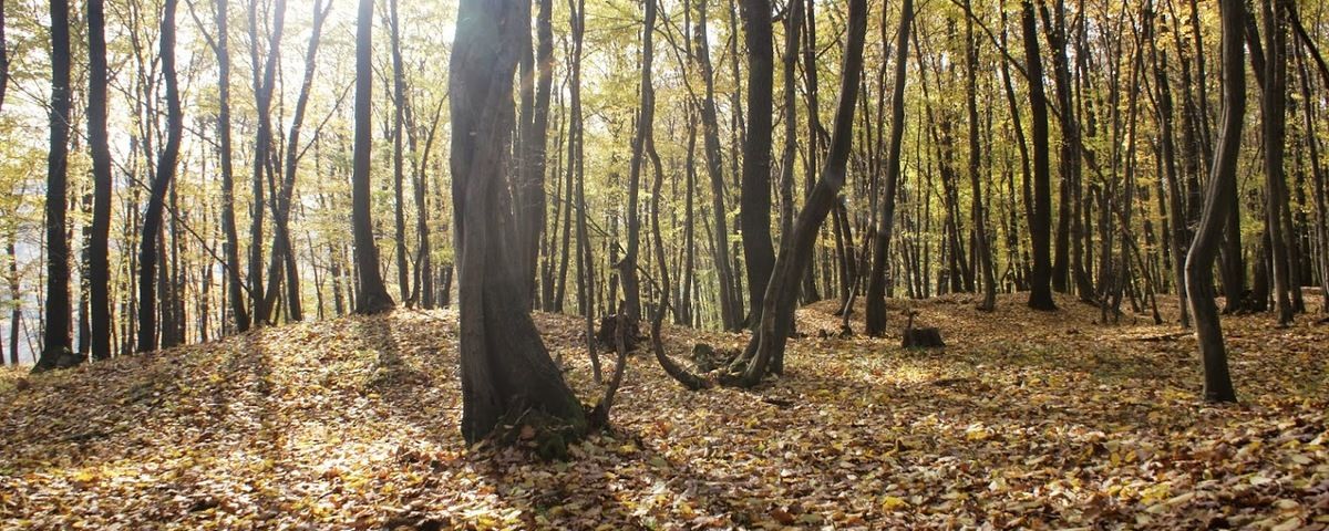 Bohuslavice u Kyjova, Raně středověké mohylové pohřebiště