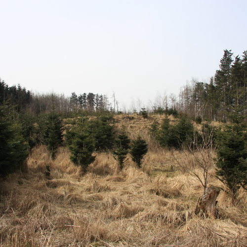 Overall view of the remains of the fortress from the south.