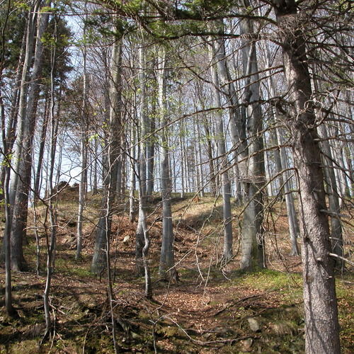 Bastion of the south court of the upper ward, view from the north-east.