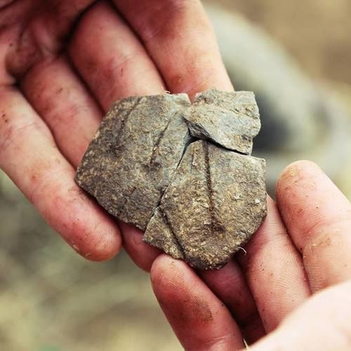 Pottery fragments from the Linear Pottery culture.