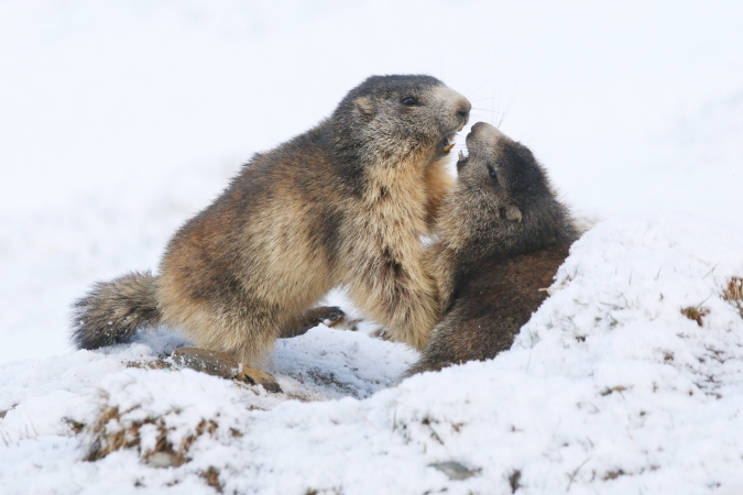 Marmotte des Alpes - Eric Bouchet