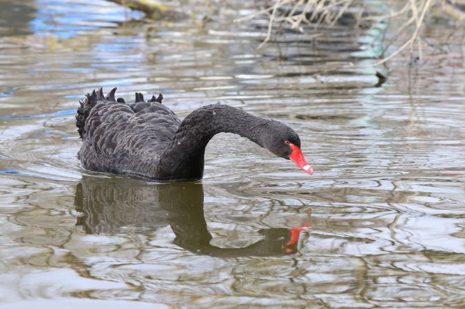 sexe dans cygne noir