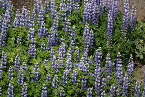 Lupinen Lupinen