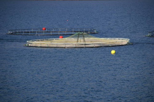 Fischzucht Fischzucht