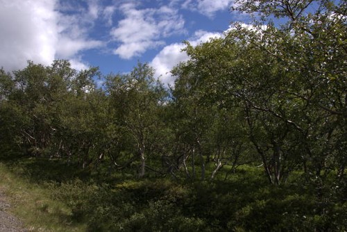 Wald und Waldforschung Wald und Waldforschung