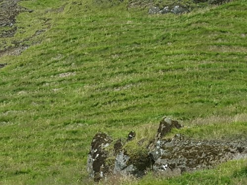 Schwartenrutschung Schwartenrutschung