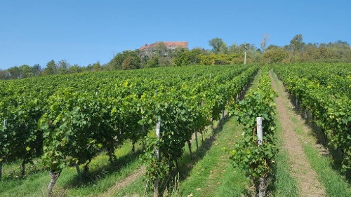 Weinwanderweg Ipsheim Weinwanderweg Ipsheim