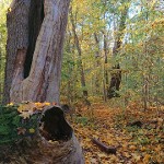 Wissenschaftstour durch den Sauener Wald Wissenschaftstour durch den Sauener Wald