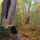 Wissenschaftstour durch den Sauener Wald Wissenschaftstour durch den Sauener Wald