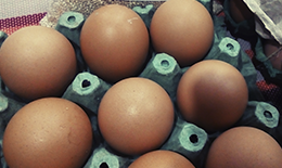 Huevos ecológicos