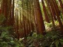 Muir Woods and Sausalito Sightseeing Tour