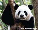 Macao Giant Panda Pavilion