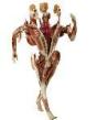 Body Worlds: Pulse