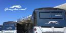 Greyhound