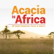 Acacia Africa